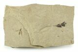 Fossil Balloon Vine (Cardiospermum) Leaf with Fly - Utah #360313-1